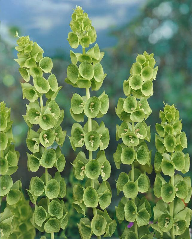 Green Bells of Ireland Seeds 5065
