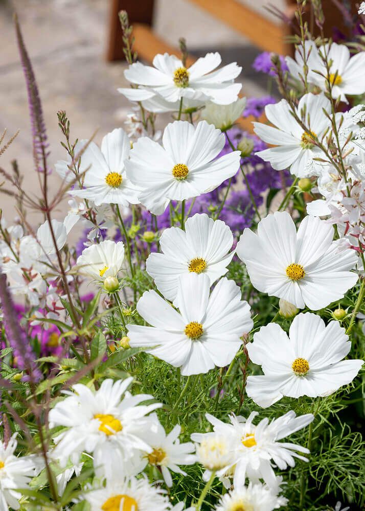 Sensation White Cosmos Seeds 5175