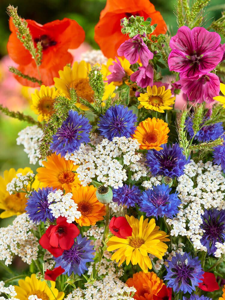 Everlastings Flower Mixture Seeds 5217