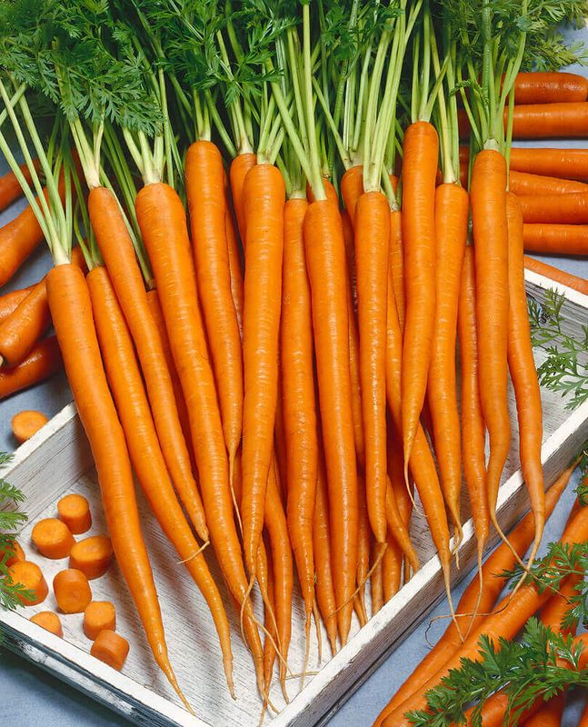 Imperator Carrot Seeds 1370