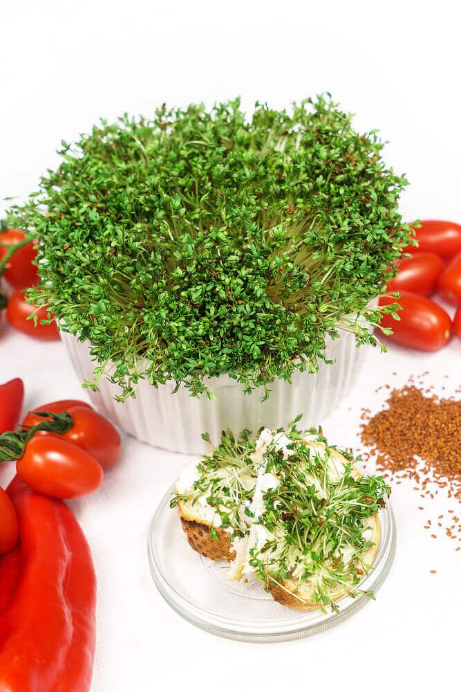 Extra Curled Pepper Grass Seeds (Mustard Group) 1500