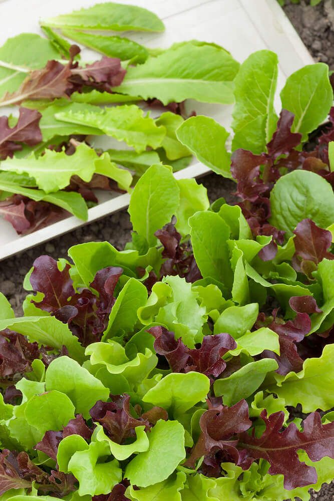 Mesclun Mixture Salad Greens