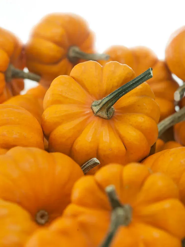 Jack-Be-Little Miniature Pumpkin Seeds (Ornamental Type) 2030