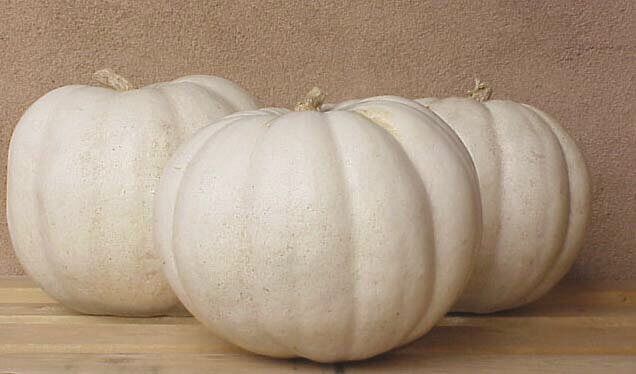 Lumina PVP Pumpkin Seeds (Display Type) 2035