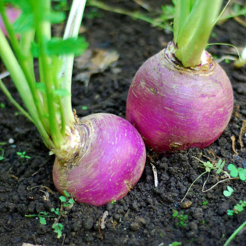 Turnip Purple Top White Globe