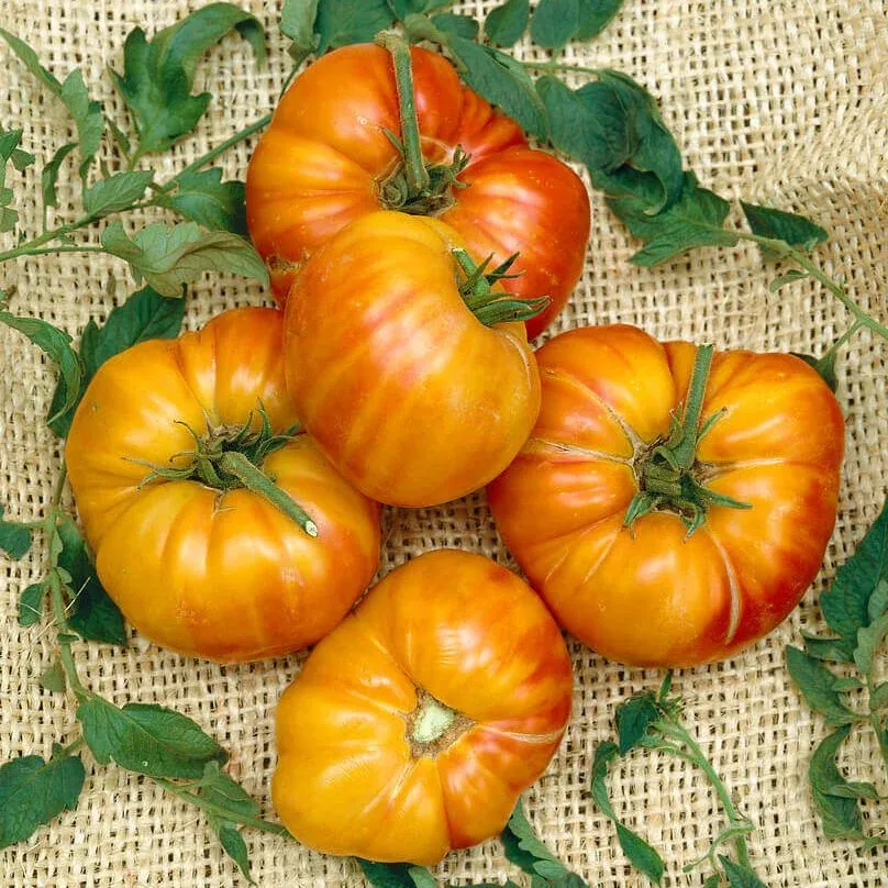 Old German Tomato Seeds 2400