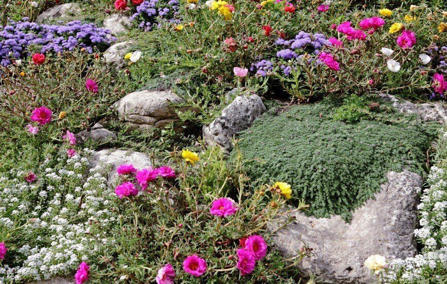 Rockery Plants Flower Mixture Seeds 6030