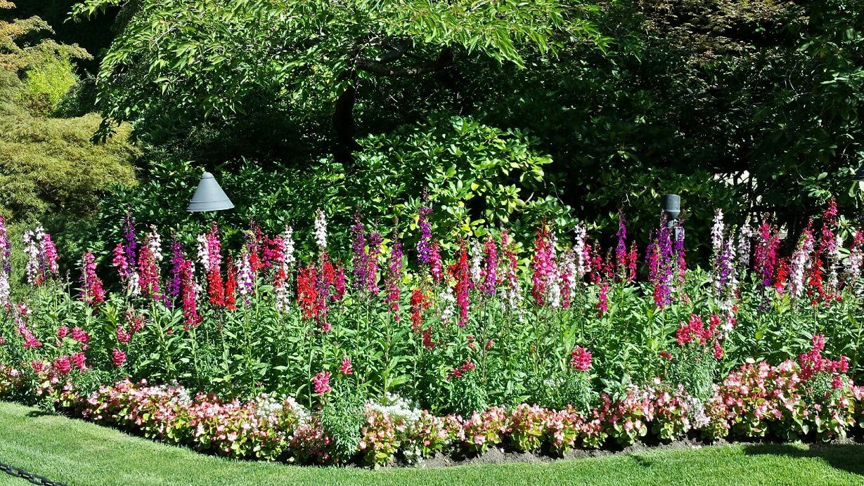 Imperial Strain Mix Larkspur Seeds 5565