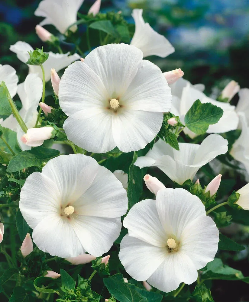 Mont Blanc Lavatera Seeds 5580