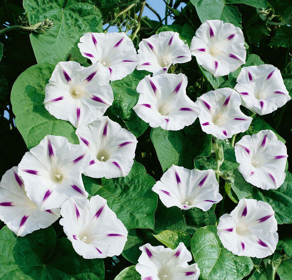 Milky Way Morning Glory Seeds 5765