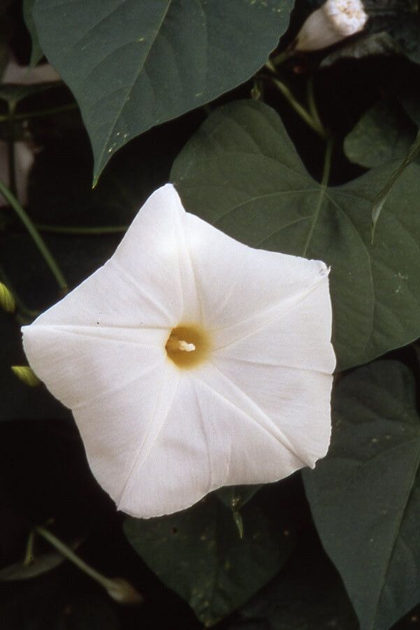 Pearly Gates Morning Glory Seeds 5775