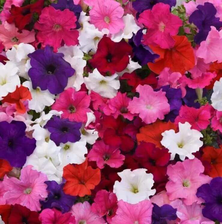 Mixed Grandiflora Petunia Seeds (Super Cascade Series) 5920 Mixed Grandiflora Petunia Seeds (Super Cascade Series) 5920