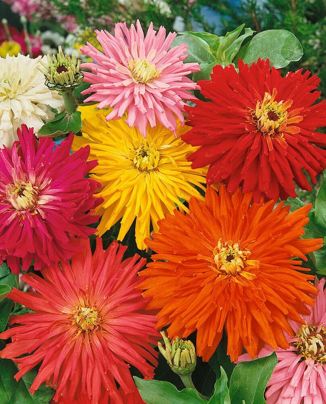 Cactus Flowered Hybrid Mixture Zinnia Seeds 6280 Cactus Flowered Hybrid Mixture Zinnia Seeds 6280