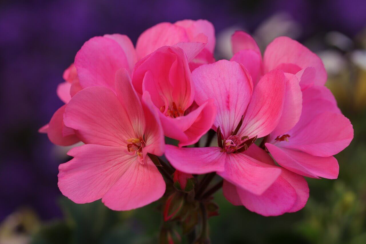 Pink Geranium Seeds (Maverick Series) 5285