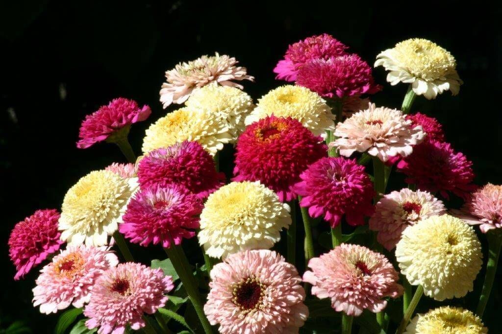 Zinderella Mixed Zinnia Seeds 6310