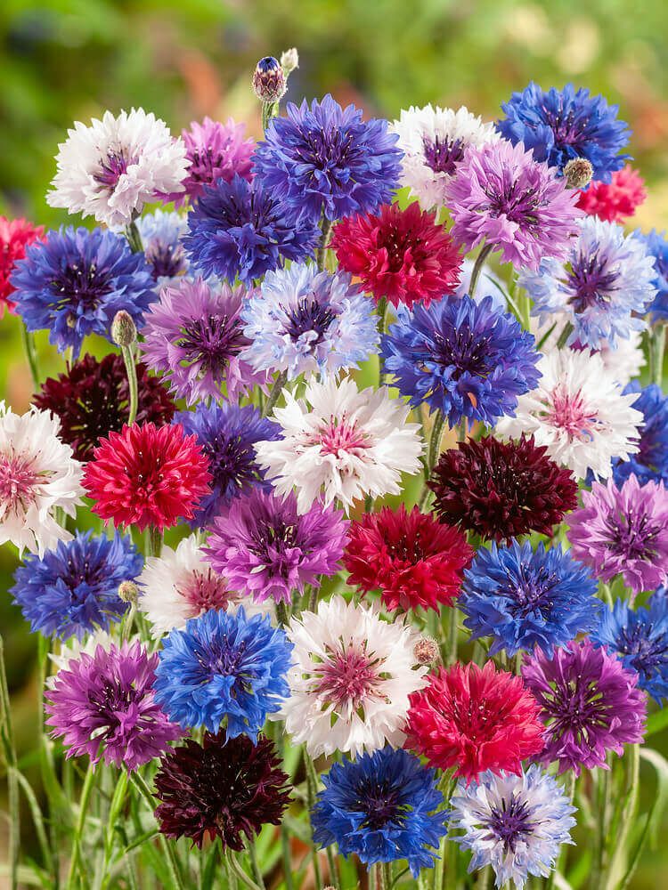 OSC Special Mixture Bachelor Buttons Seeds 5045