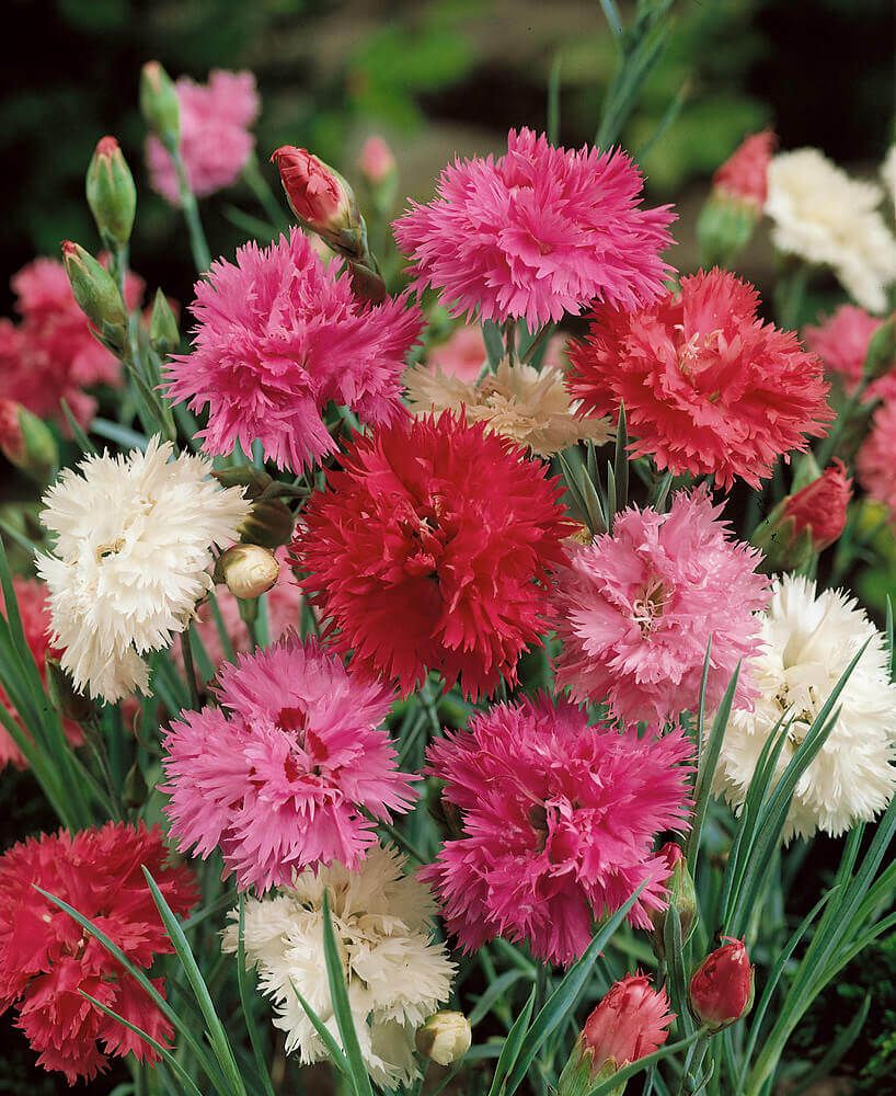 Double Mixed Dianthus Seeds (Chinese Annual Pink Type) 5205