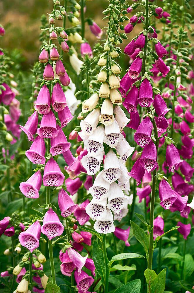 Excelsior Hybrid Foxglove Seeds 6465