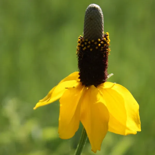 Dwarf Yellow Prairie Coneflower Seeds 6910