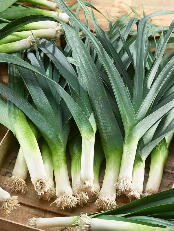 Large Musselburg Leek Seeds 1785