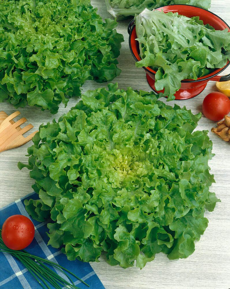 Salad Bowl Lettuce Seeds (Leaf Type) 1740