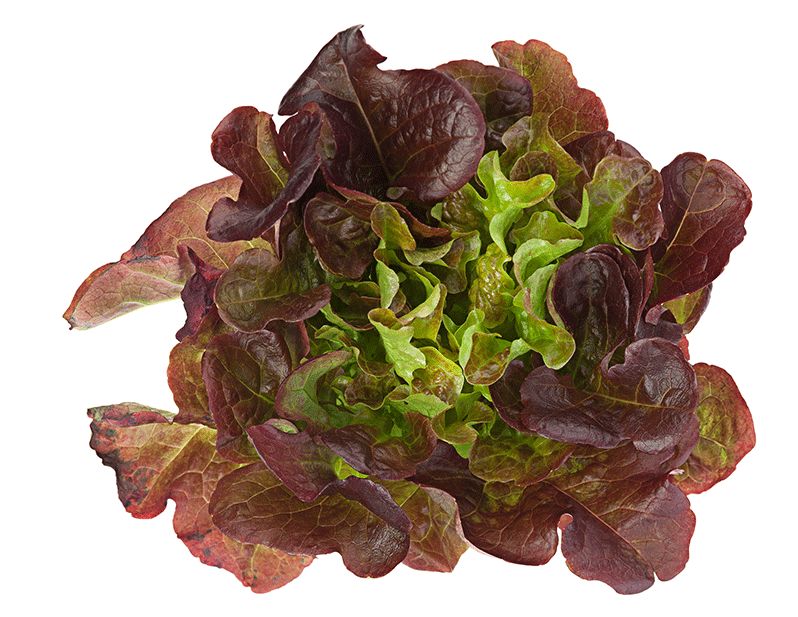 Red Oakleaf Lettuce Seeds (Leaf Type) 1726