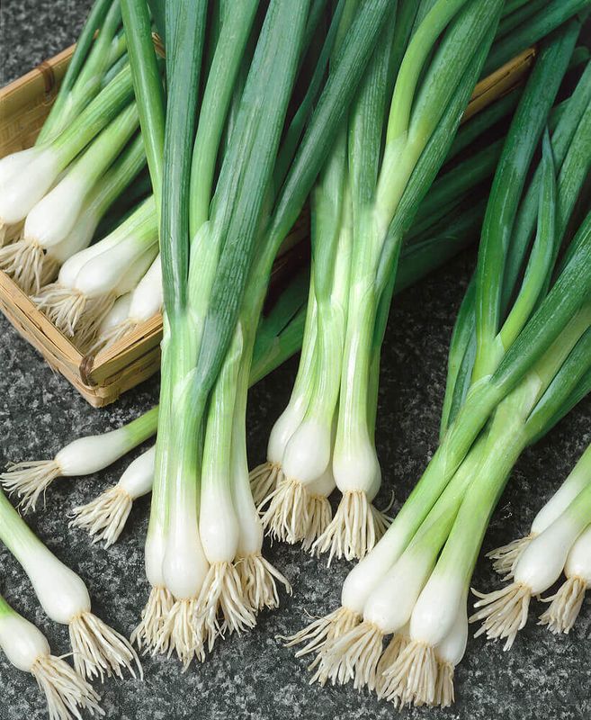 Southport White Globe Onion Seeds (White Bunching Type) 1830