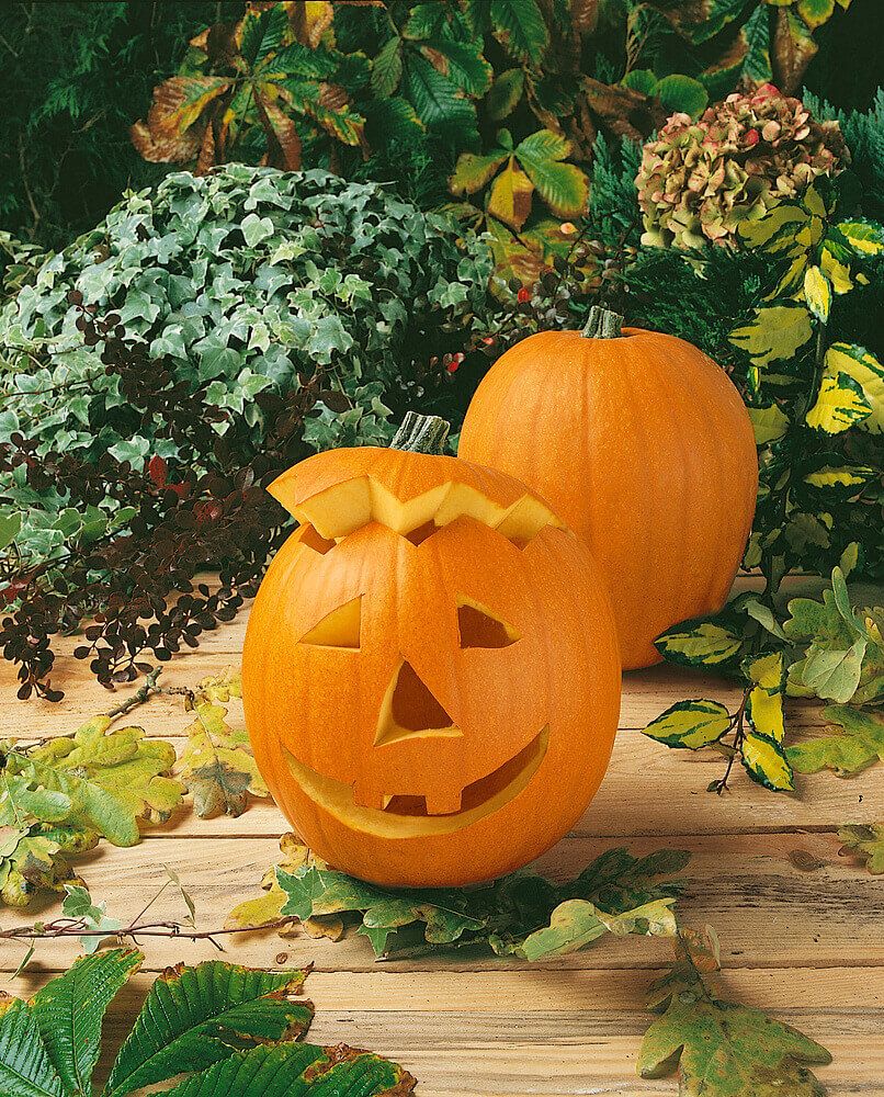 Jack o'Lantern Pumpkin Seeds 2060