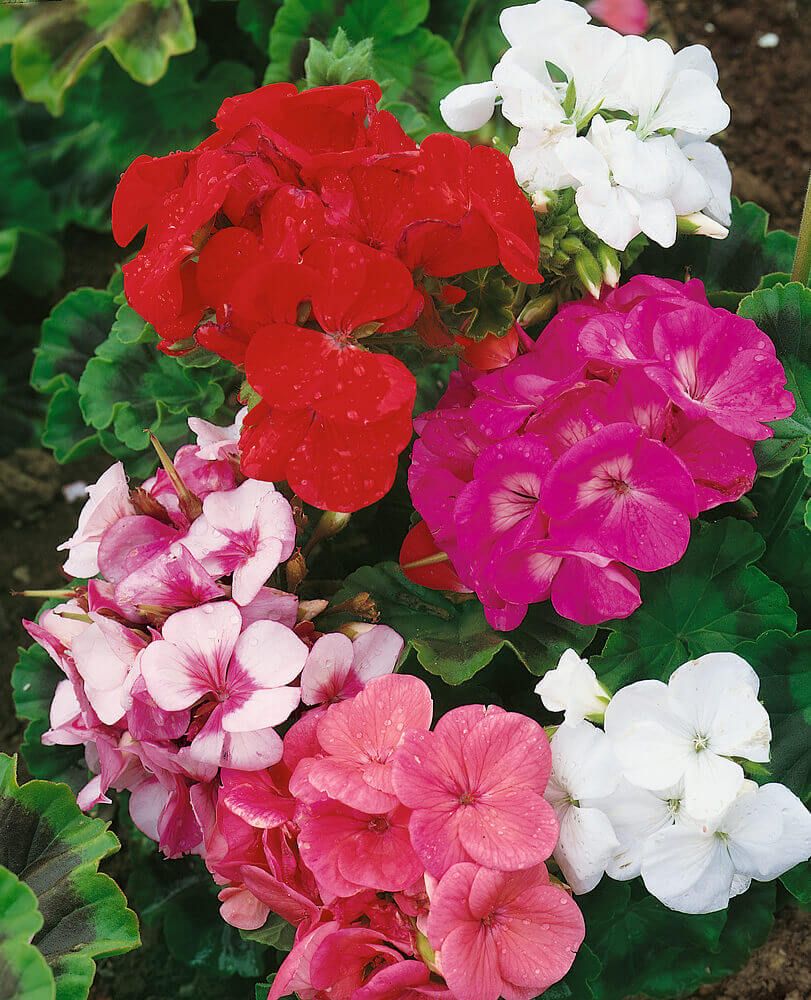 Mixed Colours Geranium Seeds (Maverick Series) 5275