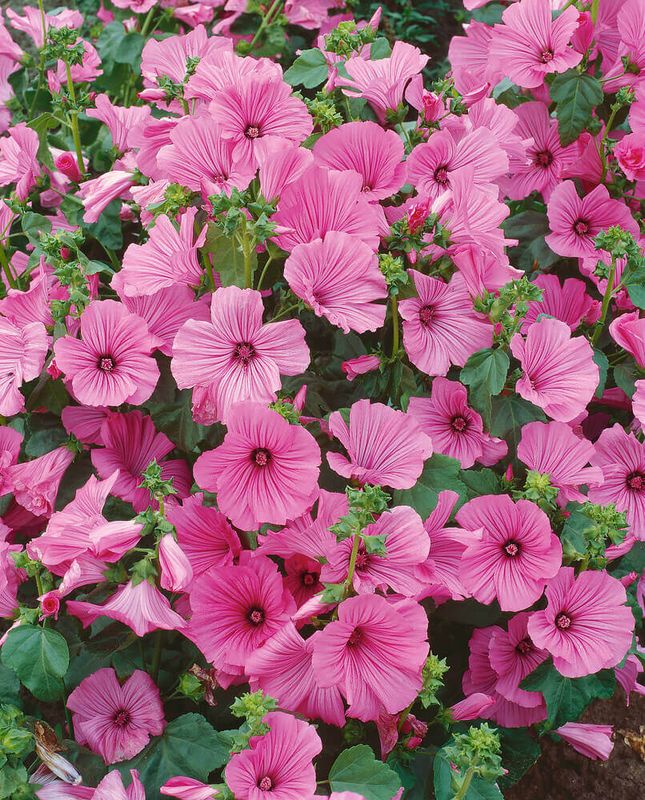 Loveliness Lavatera Seeds (Pink) 5575