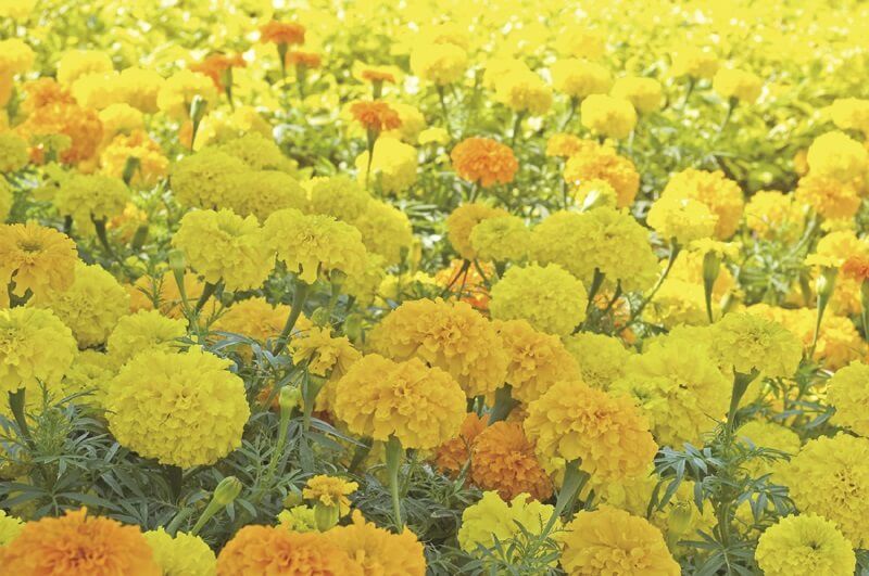 Crackerjack Mixed Marigold Seeds 5640 Crackerjack Mixed Marigold Seeds 5640