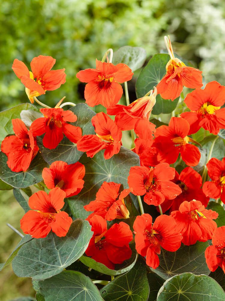 Empress of India Nasturtium Seeds 5785