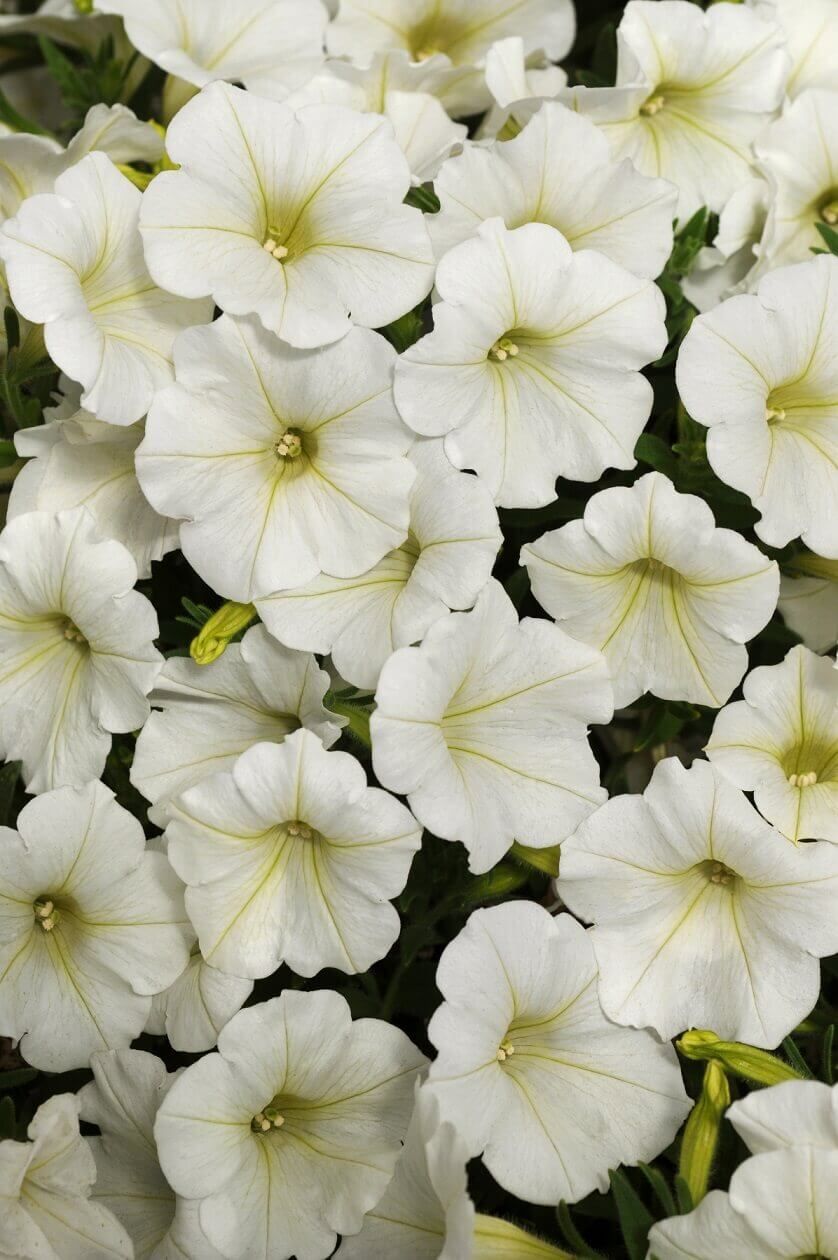 White Grandiflora Petunia Seeds (Super Cascade Series) 5915