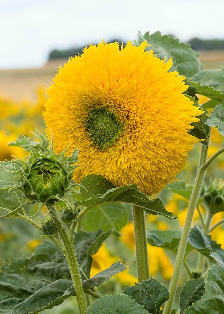 Teddybear Dwarf Sunflower Seeds 6155