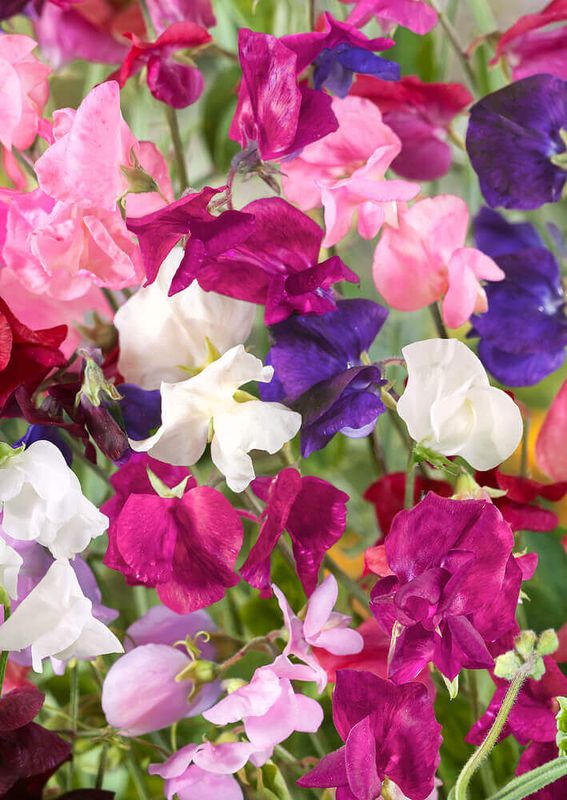 Royal Family Mixed Sweet Peas Seeds (Climbing Type) 6245 Royal Family Mixed Sweet Peas Seeds (Climbing Type) 6245