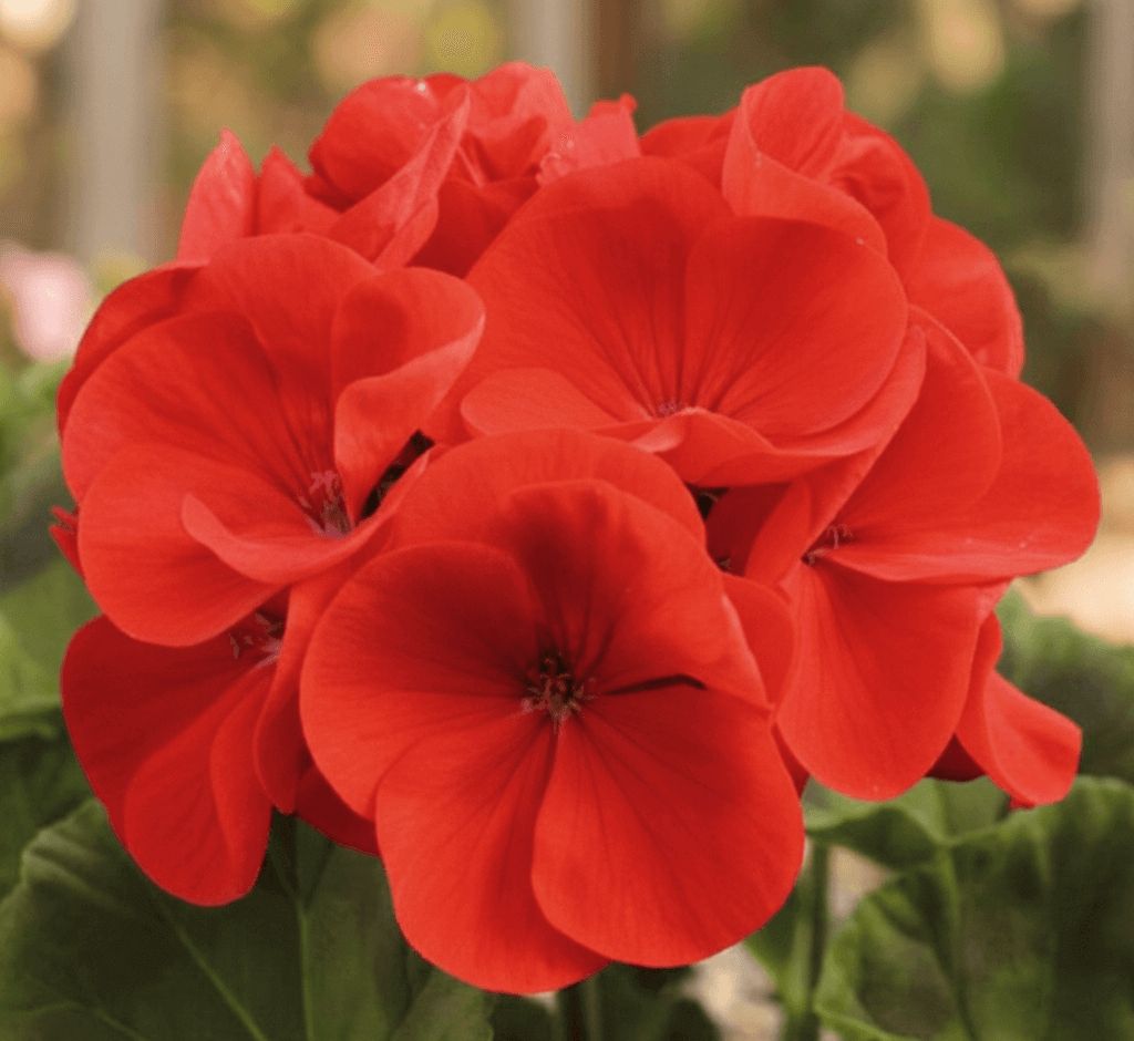 Red Geranium Seeds (Maverick Series) 5290