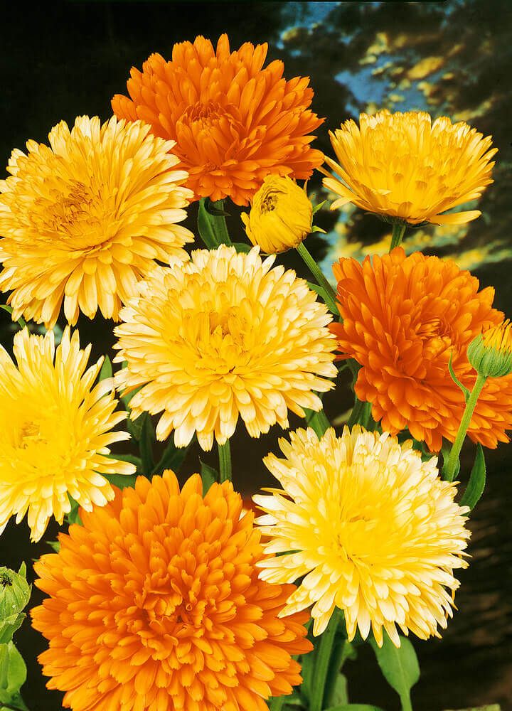 Pacific Beauty Mixed Calendula Seeds 5080