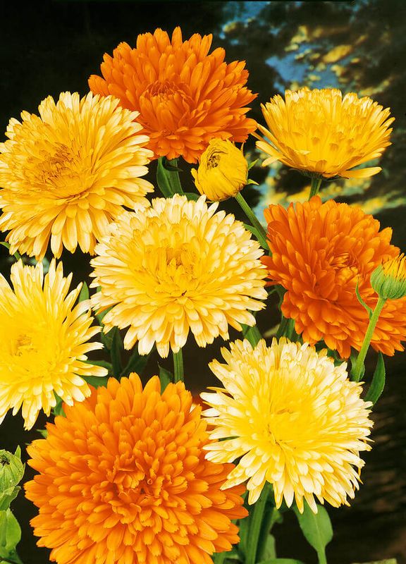Pacific Beauty Mixed Calendula Seeds 5080