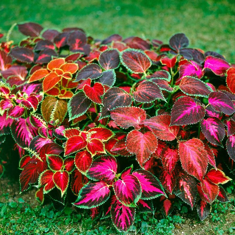 Rainbow Mixture Coleus Seeds 5140