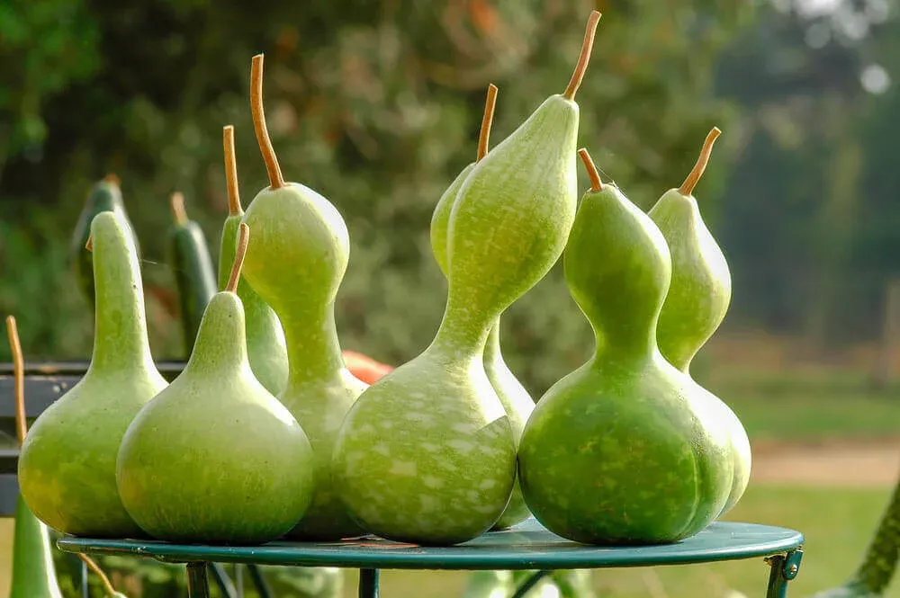 Birdhouse or ''Bottle'' Gourd Seeds 5335