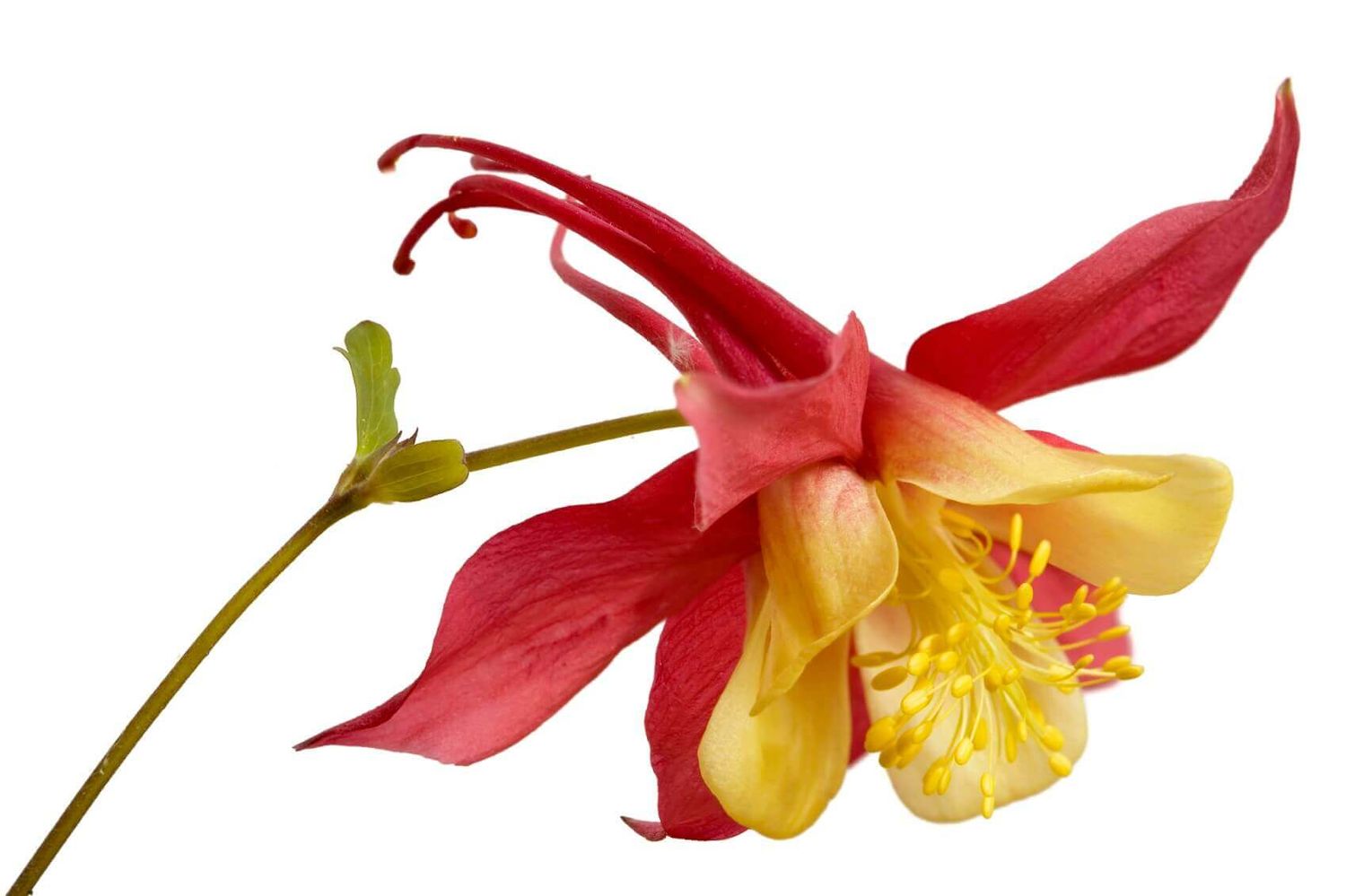McKana Giants Columbine Seeds 6415