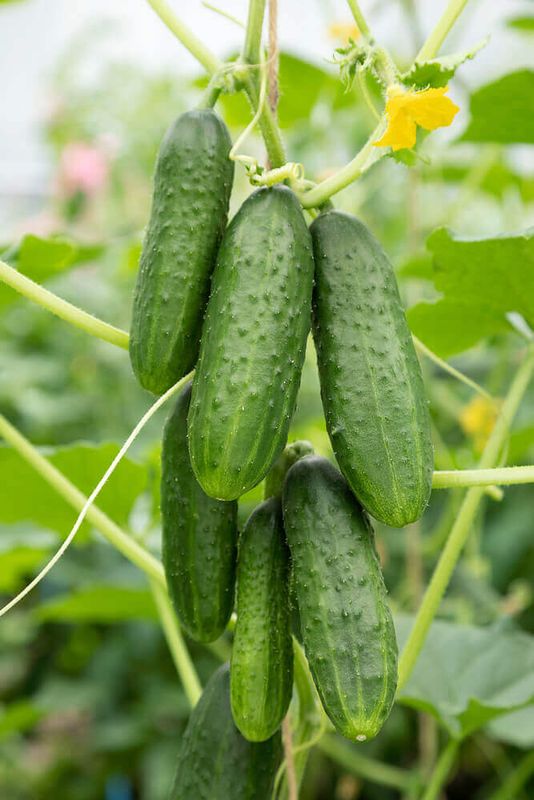 Chicago Cucumber Seeds (Pickling Type) 1605