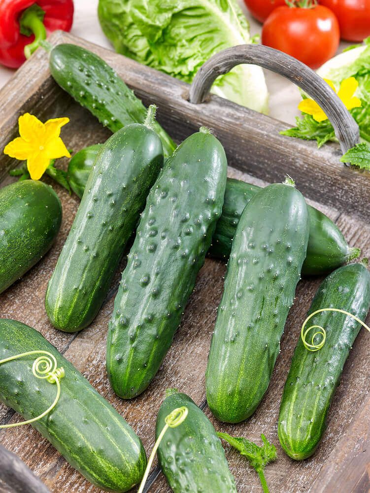 Wisconsin SMR-58 Cucumber Seeds (Pickling Type) 1620