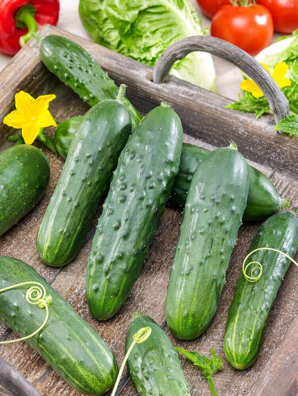 Wisconsin SMR-58 Cucumber Seeds (Pickling Type) 1620