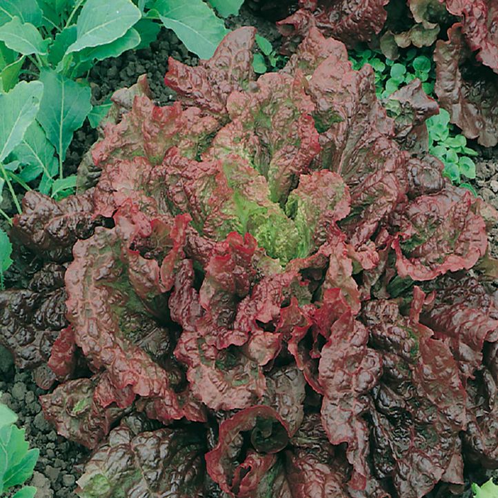 Ruby Red Lettuce Seeds (Leaf Type) 1735