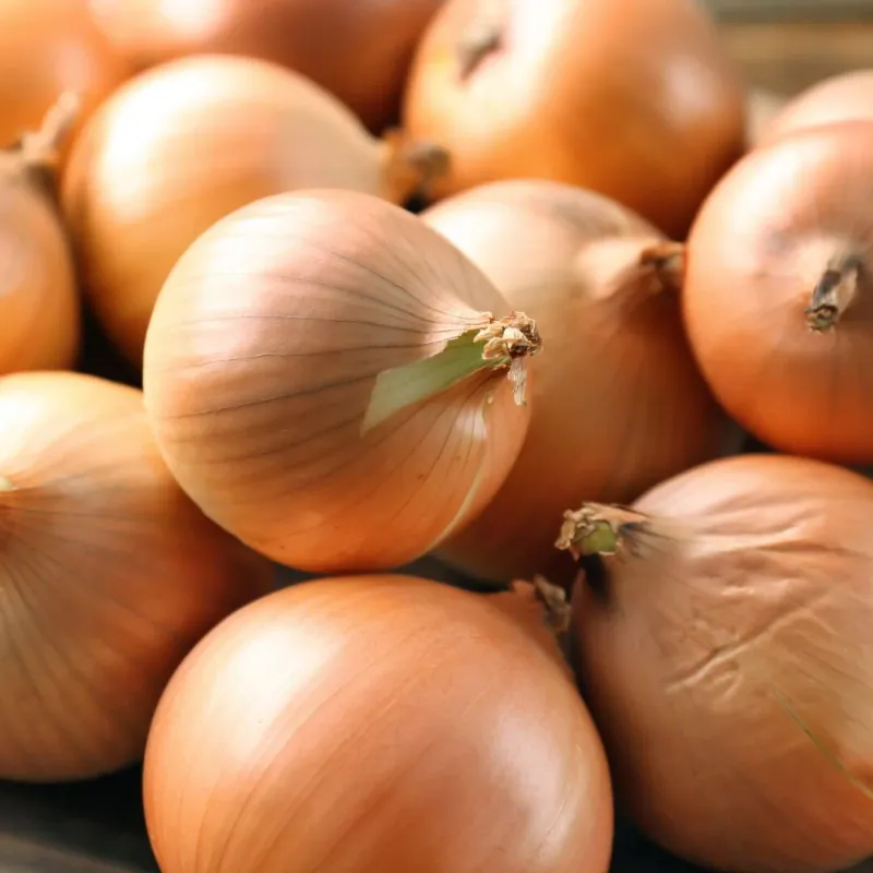 Walla Walla Onion Seeds (Super Sweet Type) 1835