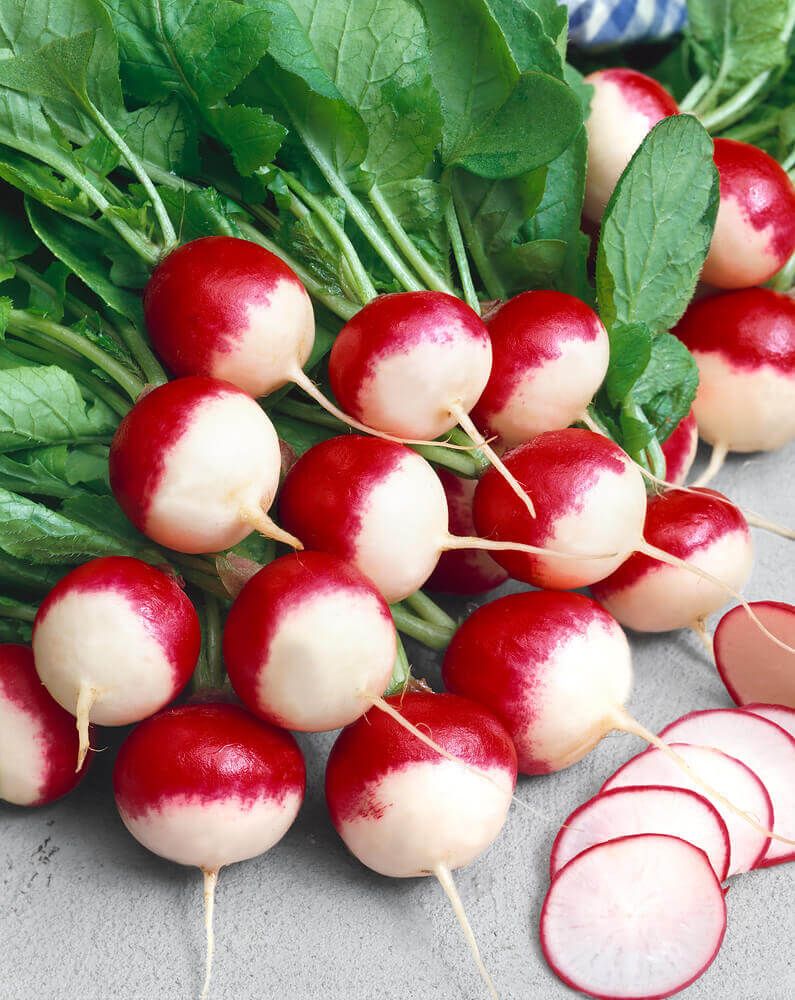 Sparkler White Tipped Radish Seeds 2115