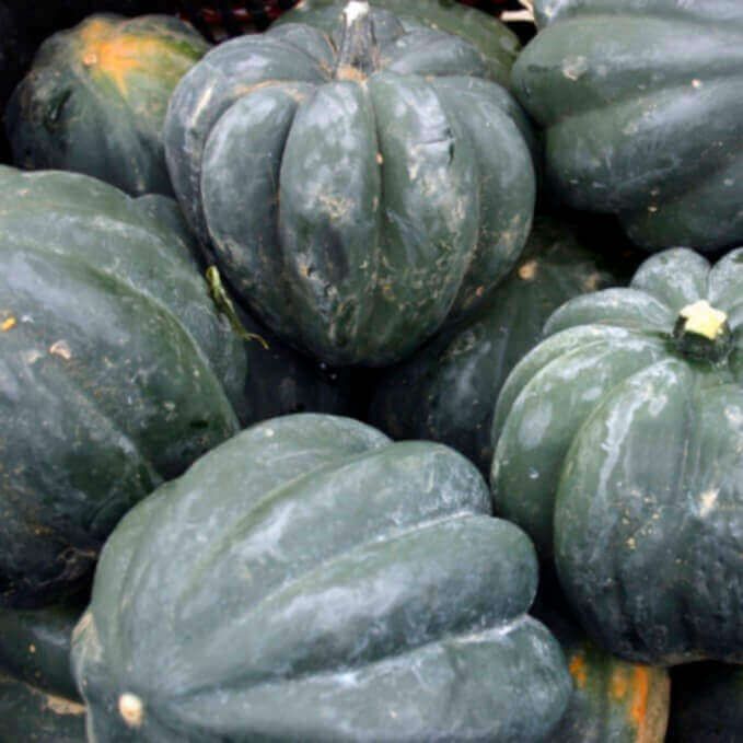Table Queen Squash Seeds (Winter Type) 2290