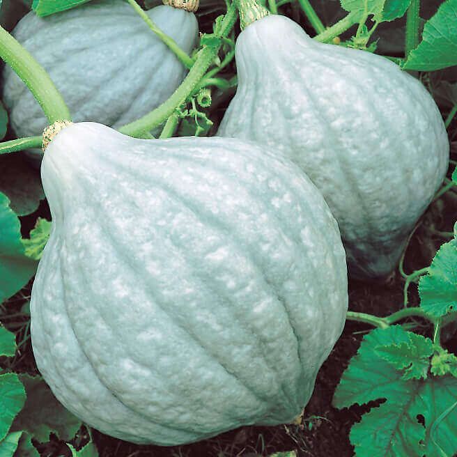 Blue Magic Hybrid Squash Seeds (Winter Type) 2292
