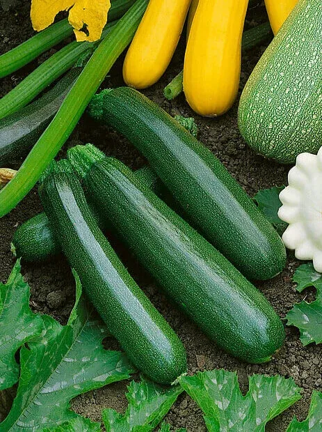 Dark Green Zucchini Squash Seeds (Bush Type) 2245